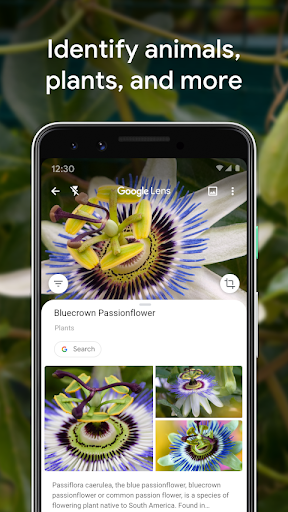 Google Lens پی سی